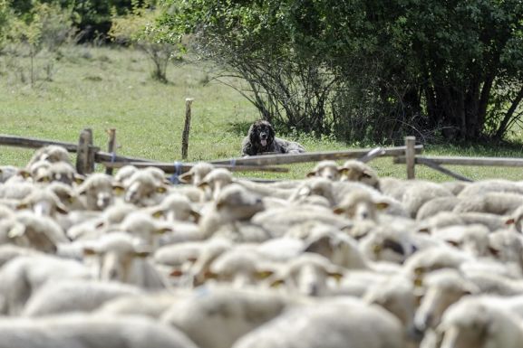 Halálra gázoltak egy juhait terelő pásztort 