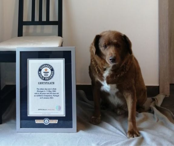 Elhunyt Bobi, a világ legidősebb kutyája