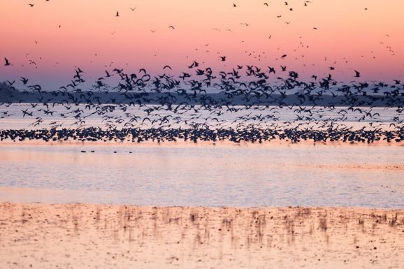 A daruvonulás a hortobágyi puszta látványossága
