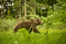 Idén 200 medvét hajtottak el a csendőrök a háromszéki településekről