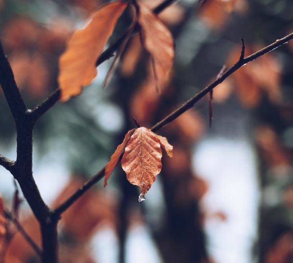 Elpusztult medvebocsot találtak egy fán Hargita megyében – vizsgálat indult (VIDEÓ)