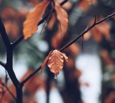 Elpusztult medvebocsot találtak egy fán Hargita megyében – vizsgálat indult (VIDEÓ)