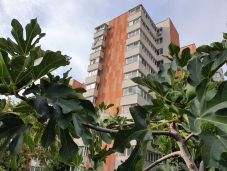 Klímaváltozás a kertben: fügefák a Körös partján, paradicsom Csíkban