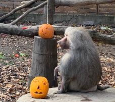 Töklámpással „lepték meg” a marosvásárhelyi állatkert lakóit