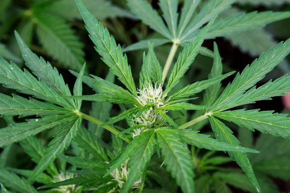 Kannabiszt termesztett egy nyugdíjas ügyész, mert kellett a magja egy hagyományos pitébe
