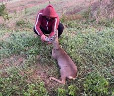 Törött lábú őzet mentettek Magyarvistán