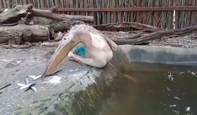 Eltévedt, kimerült pelikánt mentettek egy háromszéki mezőről