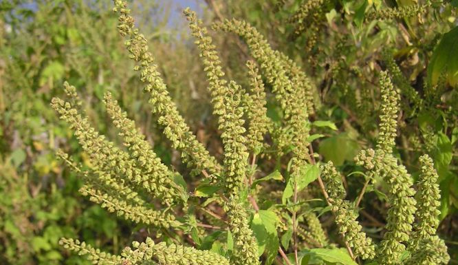 Mindenáron kiirtják az allergiát okozó parlagfüvet
