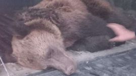 Medve akadt fenn a kerítésen