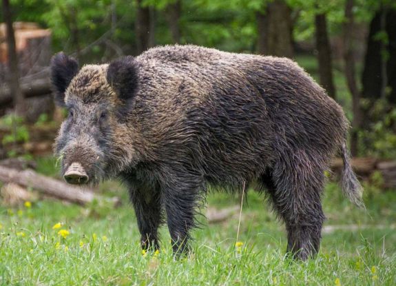 A vaddisznók és a házisertések között is terjed a sertéspestis Szatmárban
