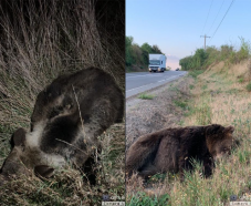 Két medvét gázoltak el Kovászna megyében: az egyiket Rétyen, a másikat Oltszemen