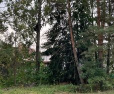 Veszélyeztette a személyzetet és a diákokat – kilőtték a csíkszeredai iskolaudvaron felbukkanó medvét