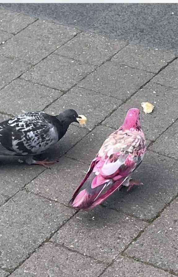 Rózsaszínű galambot fotóztak Angliában