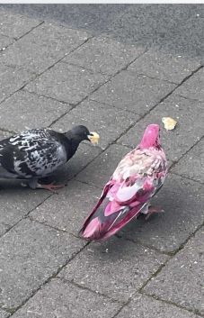 Rózsaszínű galambot fotóztak Angliában