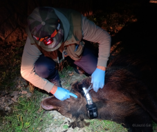 Biztonság az embereknek, védelem a medvéknek – Nyomkövetős nyakörvet kapott a medve Tusnádfürdőn