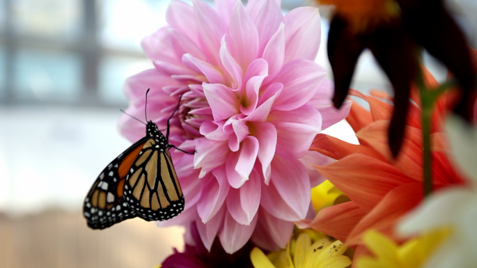 Trópusi lepkék kápráztatják el a látogatókat a kolozsvári botanikus kertben