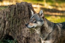 Bosszút áll a farkasokon a pónijáért Ursula von der Leyen