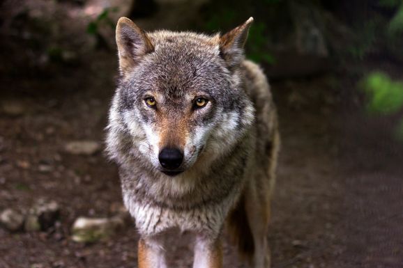 Farkas harapta meg a nyolcéves kislányt az állatkertben