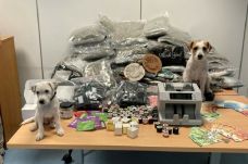 Két aranyos kiskutya a drogcsempészek réme