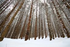 Sűrű havazásra figyelmeztetnek a meteorológusok