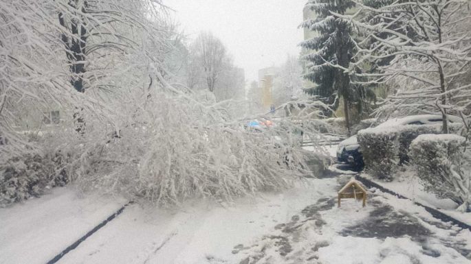 Kidőlt fák akadályozták a forgalmat Brassóban