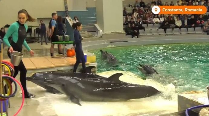 Új otthonra találtak az ukrajnai delfinek a konstancai delfináriumban