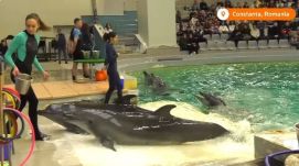 Új otthonra találtak az ukrajnai delfinek a konstancai delfináriumban