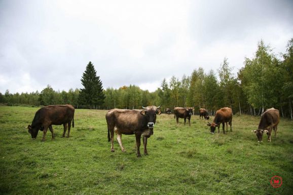 Újból igényelhető lesz a szarvasmarhák után járó támogatás