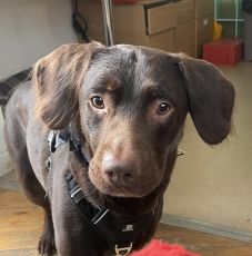 Alkoholfüggő kutyát mentettek meg egy brit menhelyen