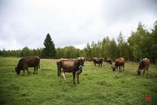 Újból igényelhető lesz a szarvasmarhák után járó támogatás