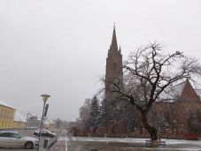 Különleges védelmet kapnak a települések emblematikus fái