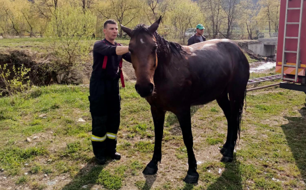 Fuldokló lovat mentettek ki egy tóból a szebeni tűzoltók