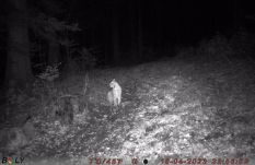 Hosszú idő óta először fotóztak hiúzt a Nagyhagymáson – csupán 1200 példány él belőle az országban