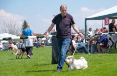 Jó volt az idő, hatalmas siker volt a Szatmárnémeti Kutyakiállítás