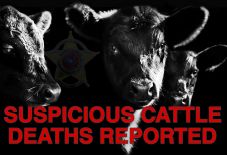 Megcsonkított szarvasmarhákat találtak Texasban