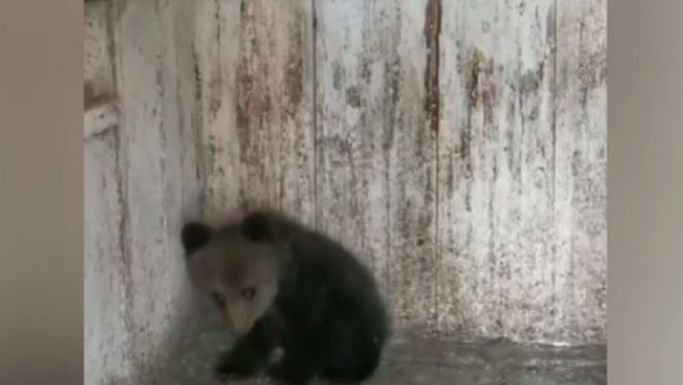 Medvebocsot talált az udvarán, gondját viselte