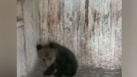 Medvebocsot talált az udvarán, gondját viselte