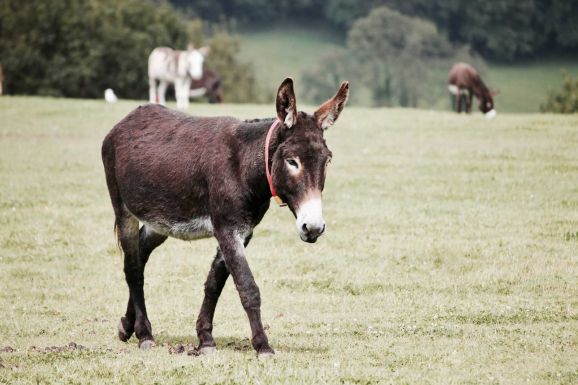 Rajtakapták egy szamárral, előzetesbe került az erdélyi férfi