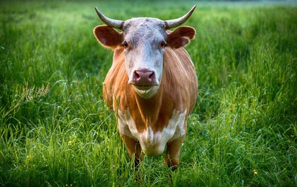 Elméletileg csökken a hazai tej ára – a gazdák attól tartanak, hogy az ő kárukra