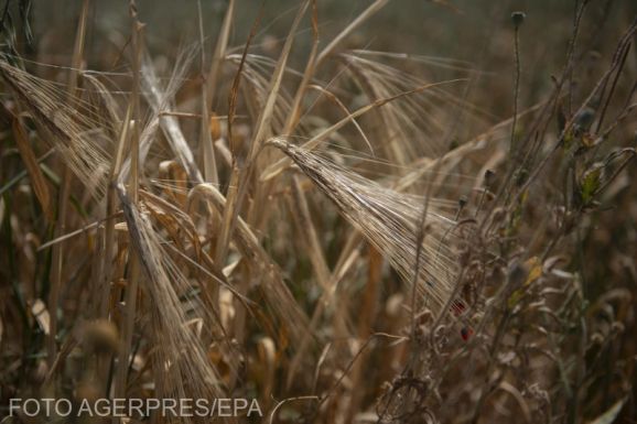 Daea: június 5-ig betiltják az ukrán gabonaszállítmányokat