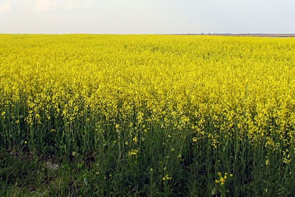 A termés betakarítása hátráltathatja az autópálya építését