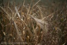 Megállapodtak az ukrán gabonaexport ügyében