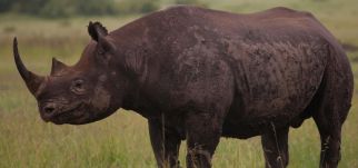 Méretes farm, rajta kétezer rinocérosszal eladó