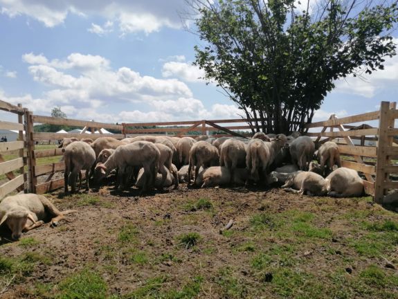 Kiskérődzők pestise: felszámolták az utolsó gócpontot is az országban