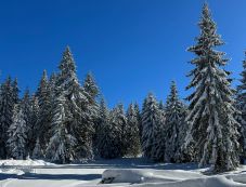 Olcsón árulja a karácsonyfát az állami erdészet