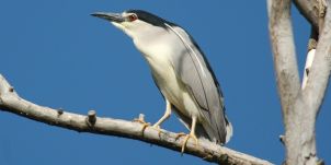 Te tudod, mi az a vakvarjú? Már a Marosvásárhelyi Állatkertben is megcsodálhatod