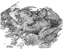 Lássátok, feleim...