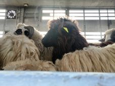 Több mint ötezer bárányt küldtek arab országokba Csíkdánfalváról