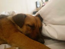 Magára hagyta a kutyáját, 12 ezer lejre büntették