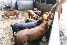 FRISSÍTVE: Polgármester kényszerített rabszolgamunkára egy fogyatékos férfit